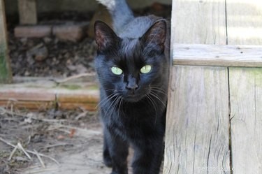 193 Unique Cat Names Starting with M – Find the Perfect Name