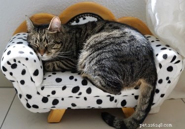 193 Unique Cat Names Starting with M – Find the Perfect Name