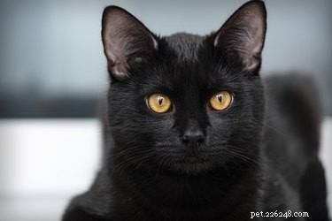 368 Elegant Names for Your Black Cat – Find the Perfect Fit