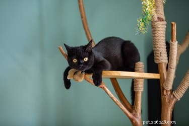 368 Elegant Names for Your Black Cat – Find the Perfect Fit