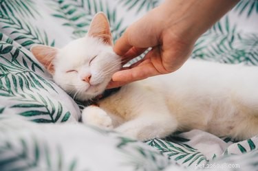 101 Doctor Who-Inspired Names for Your Cat: Find the Perfect Feline Title