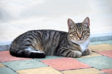 101 Doctor Who-Inspired Names for Your Cat: Find the Perfect Feline Title