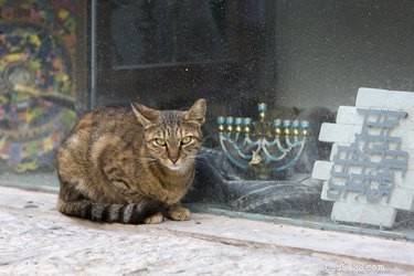 120 Classic Jewish Cat Names for Your New Feline Friend