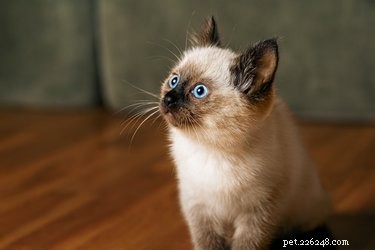 120 Classic Jewish Cat Names for Your New Feline Friend