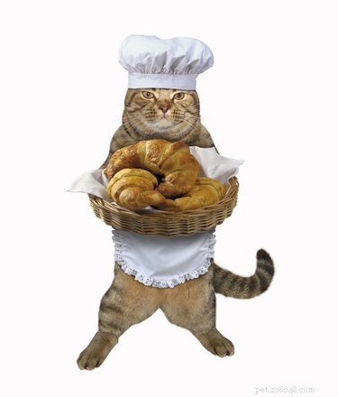 120 Classic Jewish Cat Names for Your New Feline Friend