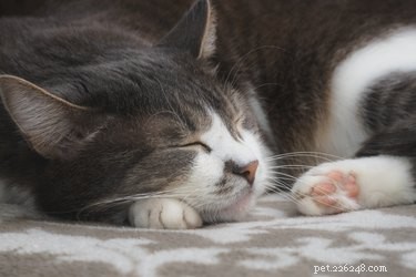 120 Classic Jewish Cat Names for Your New Feline Friend