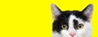 264 Classic Cat Names to Find the Perfect Match