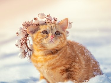 264 Classic Cat Names to Find the Perfect Match