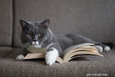 106 Literary Cat Names for Your Feline Companion