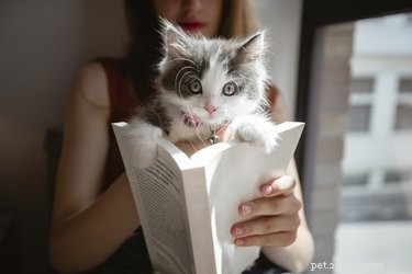 106 Literary Cat Names for Your Feline Companion