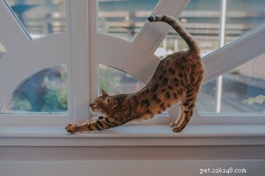 121 Elegant Names for Spotted Cats: Perfect Pizzazz for Your Feline