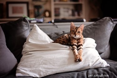 121 Elegant Names for Spotted Cats: Perfect Pizzazz for Your Feline