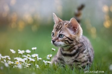 121 Elegant Names for Spotted Cats: Perfect Pizzazz for Your Feline