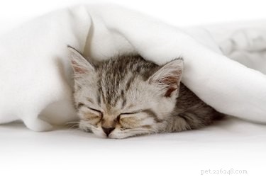 141 Human-Style Names Perfect for Your Cat