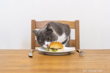 141 Human-Style Names Perfect for Your Cat