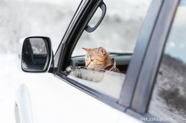 141 Human-Style Names Perfect for Your Cat