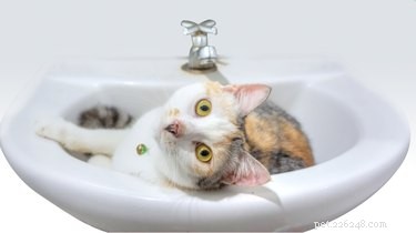 141 Human-Style Names Perfect for Your Cat