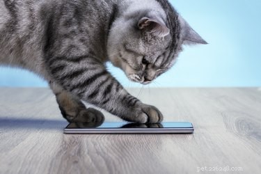 141 Human-Style Names Perfect for Your Cat