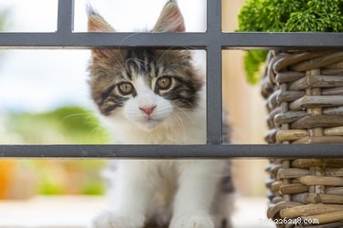 141 Human-Style Names Perfect for Your Cat
