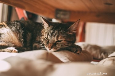 130 Charming Cat Names Beginning with S – Find the Ideal Name
