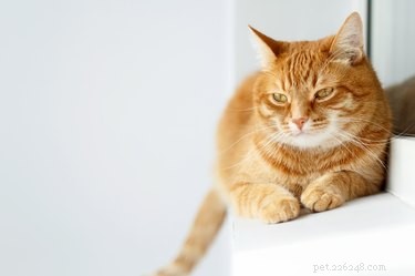 130 Charming Cat Names Beginning with S – Find the Ideal Name