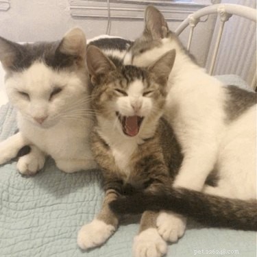 159 Hilarious Cat Names That Will Make You Laugh Out Loud