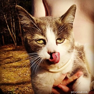 159 Hilarious Cat Names That Will Make You Laugh Out Loud