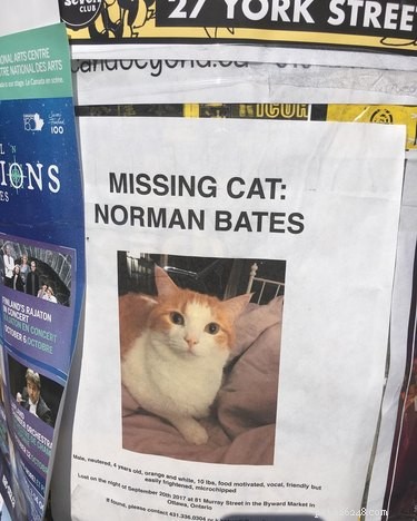 159 Hilarious Cat Names That Will Make You Laugh Out Loud