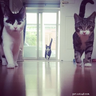 159 Hilarious Cat Names That Will Make You Laugh Out Loud
