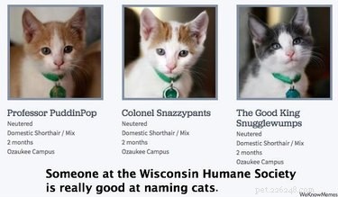 159 Hilarious Cat Names That Will Make You Laugh Out Loud