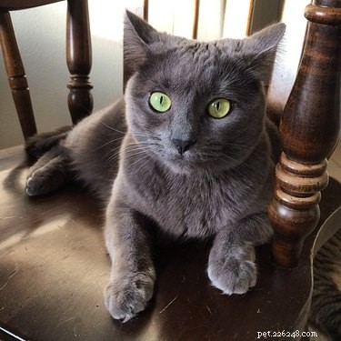 159 Hilarious Cat Names That Will Make You Laugh Out Loud