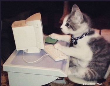 159 Hilarious Cat Names That Will Make You Laugh Out Loud