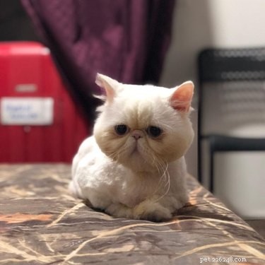 159 Hilarious Cat Names That Will Make You Laugh Out Loud