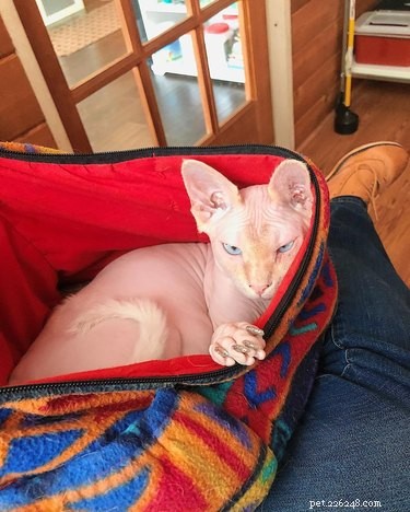 159 Hilarious Cat Names That Will Make You Laugh Out Loud