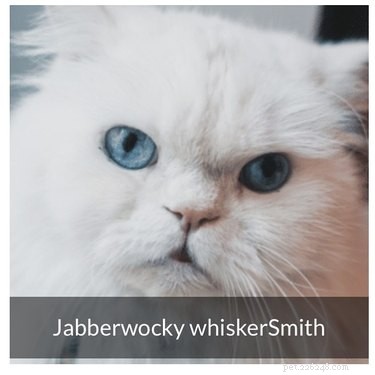 159 Hilarious Cat Names That Will Make You Laugh Out Loud