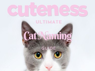 How to Choose the Perfect Name for Your Cat: A Comprehensive Guide