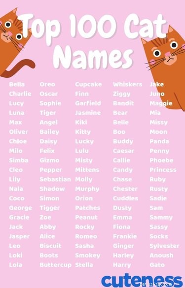 How to Choose the Perfect Name for Your Cat: A Comprehensive Guide