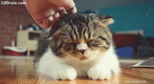 How to Choose the Perfect Name for Your Cat: A Comprehensive Guide
