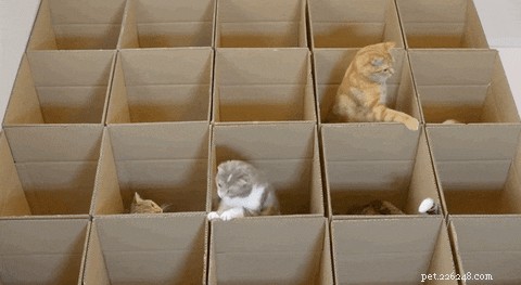 How to Choose the Perfect Name for Your Cat: A Comprehensive Guide