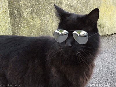 How to Choose the Perfect Name for Your Cat: A Comprehensive Guide