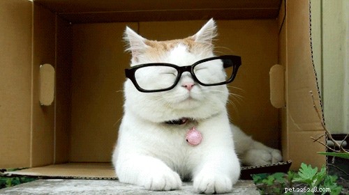 How to Choose the Perfect Name for Your Cat: A Comprehensive Guide
