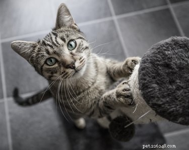 296 Unique Cat Names Beginning with P – Perfect for Your Feline Friend
