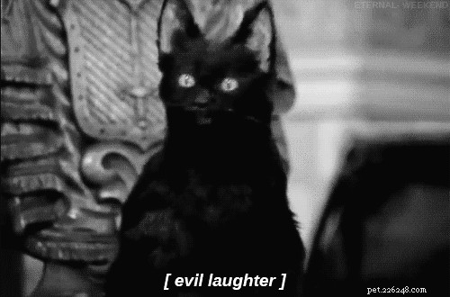 130 Elegant Gothic Cat Names for Your Dark‑Fantasy Companion