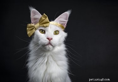 130 Elegant Gothic Cat Names for Your Dark‑Fantasy Companion