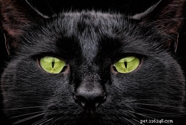 130 Elegant Gothic Cat Names for Your Dark‑Fantasy Companion
