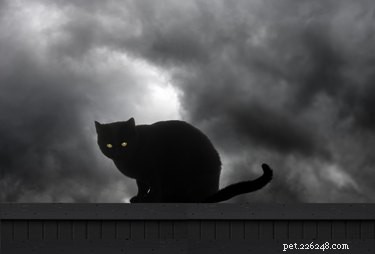 130 Elegant Gothic Cat Names for Your Dark‑Fantasy Companion