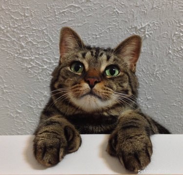 163 Charming Names for Polydactyl Cats