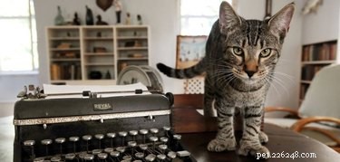 163 Charming Names for Polydactyl Cats