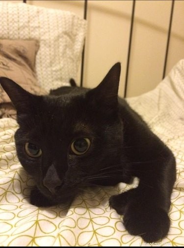 163 Charming Names for Polydactyl Cats
