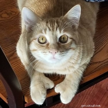 163 Charming Names for Polydactyl Cats